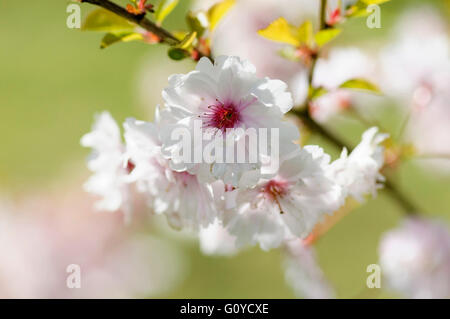 Prunus ‘Pink Ballerina’. Cherry Tree ‘Pink Ballerina’ blossom. UK Stock ...