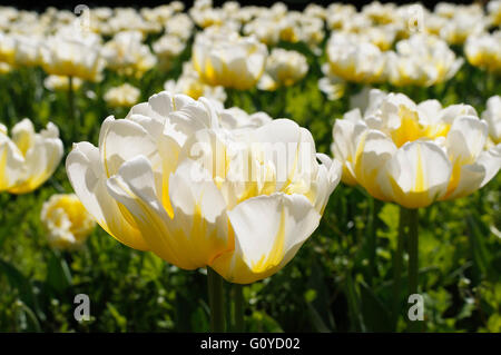 Tulip, Tulipa, Tulipa 'Flaming Evita', Beauty in Nature, Bulb, Colour, Cottage garden plant, Double early tulip, Flower, Spring Flowering, Frost hardy, Growing, Outdoor, Plant, Cream, Stock Photo
