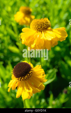 Yellow helenium sneezeweed, ‘The Bishop’ in flower Stock Photo - Alamy