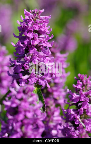 Betony, Stachys, Stachys officinalis 'Hummelo', Beauty in Nature, Bishop's Wort, Colour, Cosmetic and skincare uses, Cottage garden plant, Edible, Europe indigenous, Flower, Autumn Flowering, Summer Flowering, Growing, Herb, Medicinal uses, Outdoor, Perennial, Plant, Purple Betony, Wild flower, Wood Betony, Purple, Stock Photo