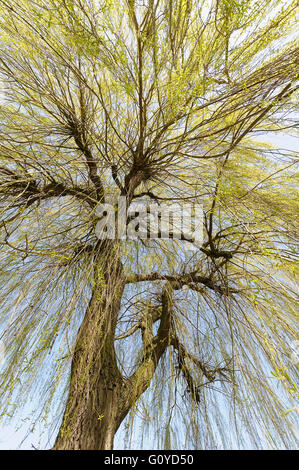 Willow, Weeping willow, Salix, Salix babylonica, Beauty in Nature, Bog plant, China indigenous, Colour, Creative, Deciduous, Edible, Spring Flowering, Foliage, Frost hardy, Growing, Herb, Medicinal uses, Network, Outdoor, Plant, Shrub, Tree, Wild plant, Green, Stock Photo