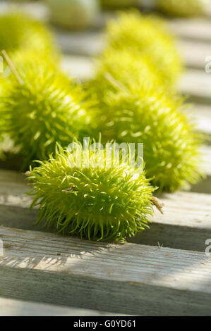 Cucumber, wild, Cucumis, Cucumis africanus, Africa indigenous, Annual, Beauty in Nature, Climber, Colour, Creative, Summer Flowering, Food & Drink, Food and drink, Fresh, Frost tender, Summer Fruiting, Green Rambutans, Growing, Outdoor, Plant, Spiky, Vegetable, Wild plant, Green, Stock Photo