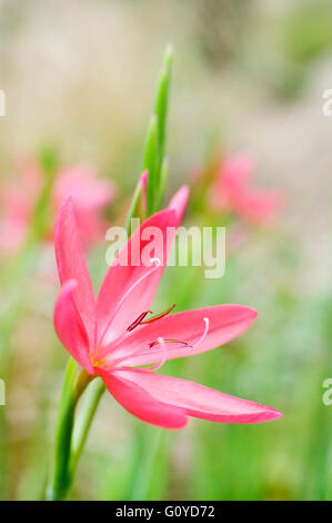 Kaffir lily, Schizostylis, Schizostylis coccinea 'Major', Beauty in Nature, Bulb, Colour, Flower, Autumn Flowering, Summer Flowering, Frost hardy, Growing, Outdoor, Plant, Rhizome, Stamen, Red,