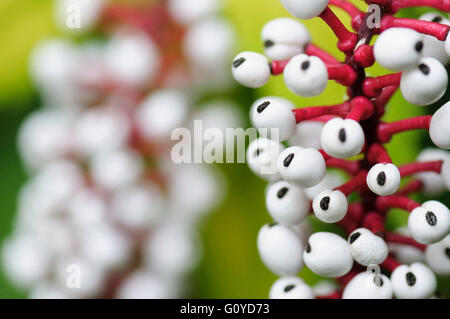 White Baneberry, Actaea, Actaea pachypoda, Actaea pachypoda, Beauty in Nature, Botany, Colour, Creative, Dolls Eyes, Growing, Herbaceous, Outdoor, Perennial, Plant, Poisionous, White Baneberry, White, Stock Photo