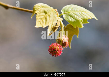 London plane, Platanus, Platanus hispanica, Beauty in Nature, Colour, Creative, Deciduous, Drought resistant, Environmental conservation, Environmental issues, Spring Flowering, Frost hardy, Autumn Fruiting, Growing, Hybrid Plane, Outdoor, Plant, Platanus x acerifolia, Spiky, Sustainable plant, Tree, Red,