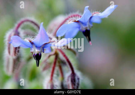 Borage, Borago, Borago officinalis, Annual, Beauty in Nature, Colour, Cosmetic and skincare uses, Cottage garden plant, Creative, Crops, Culinary uses, Edible, Europe indigenous, Flower, Summer Flowering, Frost hardy, Growing, Herb, Medicinal uses, Outdoor, Plant, Starflower, Wild flower, Blue, Stock Photo