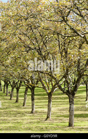 Walnut, Juglans, Juglans regia, Bach flower remedy, Beauty in Nature, Colour, Common Walnut, Deciduous, Edible, English Walnut, Spring Flowering, Foliage, Frost hardy, Growing, Herb, Medicinal uses, Outdoor, Persian Walnut, Plant, South East Europe indigenous, Superfood, Tree, Wild flower, , Stock Photo