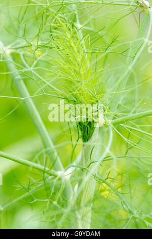 Fennel, Foeniculum, Foeniculum vulgare, Aneth Fenouil, Beauty in Nature, Carosella, Colour, Cosmetic and skincare uses, Creative, Culinary uses, Edible, Fenchel, Summer Flowering, Foliage, Frost hardy, Funcho, Garden Fennel, Growing, Herb, Hinojo, Large Fennel, Medicinal uses, Network, Outdoor, Perennial, Plant, South Europe indigenous, Spice, Sweet Fennel, Wild flower, Green, Stock Photo