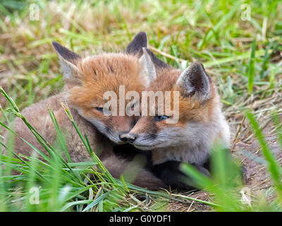 A pair of Red Fox Kit's Stock Photo