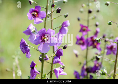 A mauve Verbascum phoeniceum in the meadow under the warm spring sun Stock Photo