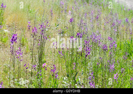 A meadow full of violet Verbascum phoeniceum under the warm spring sun Stock Photo