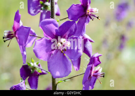 A mauve Verbascum phoeniceum in the meadow under the warm spring sun Stock Photo