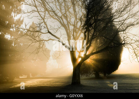Sunrise beams through fog, Beaconsfield Park, Vancouver, British Columbia, Canada Stock Photo