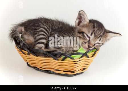 gray tabby kitten sleeping in a little basket on white background Stock Photo