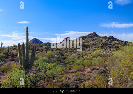 Hills in Arizona's Sonoran desert in spring. Giant Saguaro Cacti and other native plants cover the landscape, with clear blue desert sky overhead. Stock Photo