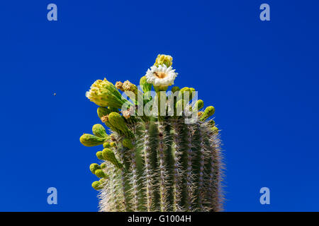 A solitary bee gathering nectar from springtime flowers on a giant Saguaro cactus. In Arizona's Sonoran desert. Stock Photo