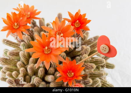 Real homegrown orange cactus flower on a white background Stock Photo