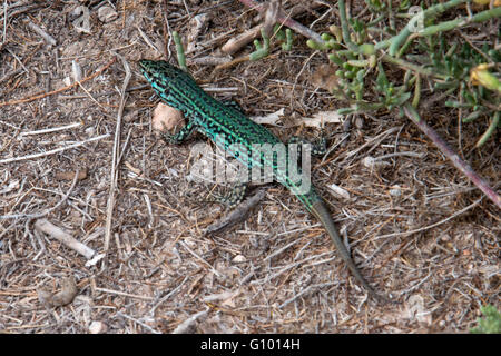 formentera Gecko lizard couple Podarcis pityusensis formenterae Stock Photo