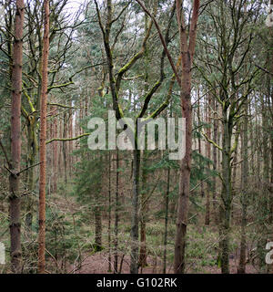 Mixed trees forest Stock Photo
