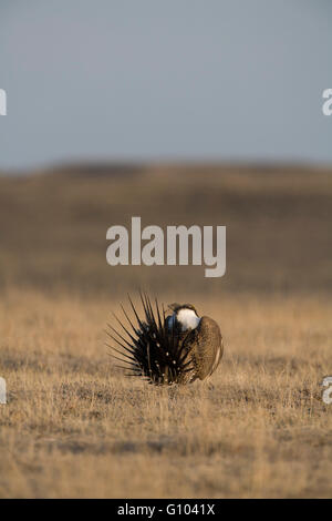 Inflated throat sacs, spread tail, and wings raised tightly against the body are all parts of greater sage-grouse lek displays. Stock Photo