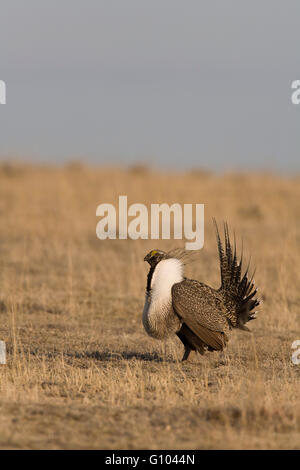 Inflated throat sacs, spread tail, and wings raised tightly against the body are all parts of greater sage-grouse lek displays. Stock Photo