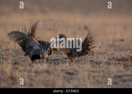 Feathers may fly when a pair of male greater sage-grouse (Centrocercus urophasianus) whack away with their wings. Stock Photo