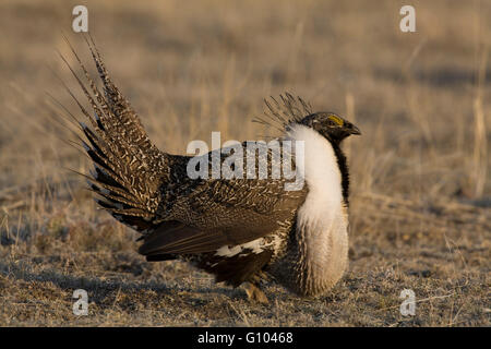 With sagging throat sacs, a male greater sage-grouse (Centrocercus urophasianus) takes a break from displaying on a lek. Stock Photo
