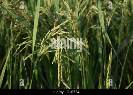 wheat grown in india  gujrat , spectacular view of the field Stock Photo