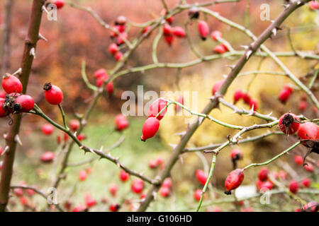 red berries on the tree on winter Stock Photo