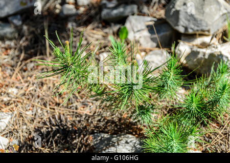 MARTIGUES, LA COURONNE, BDR FRANCE 13 Stock Photo