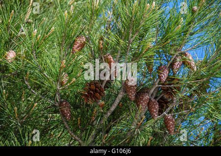 MARTIGUES, LA COURONNE, BDR FRANCE 13 Stock Photo