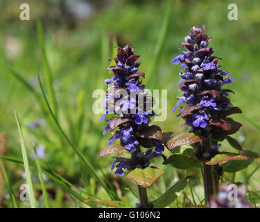 The flowers of Ajuga reptans, commonly known as bugle, bugleweed, or carpetweed. An herbaceous perennial plant native to Europe. Stock Photo