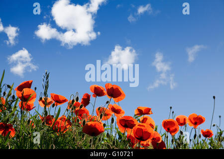 Idyllic Poppy Flower MEadow on a sunny spring day Stock Photo