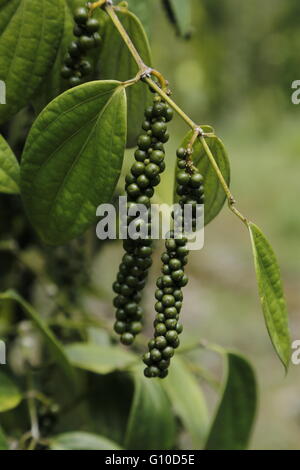 Close-up of fresh live green peppercorns (Black Pepper) in Sarawak. Fresh Piper nigrum (Black Pepper) on its tree. Stock Photo