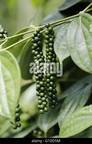 Close-up of fresh live green peppercorns (Black Pepper) in Sarawak. Fresh Piper nigrum (Black Pepper) on its tree. Stock Photo