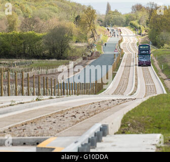 Purple bus approaching on new dedicated busway, green grass verge, concrete guided busway, pedestrians, dogwalker Stock Photo