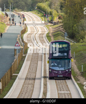 Purple bus approaching on new dedicated busway, green grass verge, concrete guided busway, pedestrians, dogwalker Stock Photo