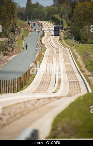 Purple bus approaching on new dedicated busway, green grass verge, concrete guided busway, pedestrians, dogwalker Stock Photo