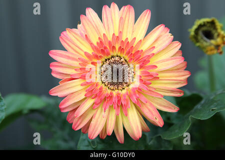 Gerbera jamesonii - burst of colour Stock Photo