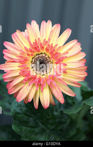 Gerbera jamesonii - burst of colour Stock Photo