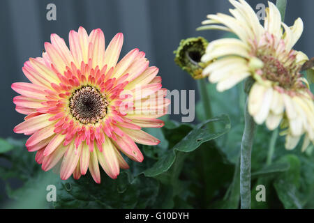Gerbera jamesonii - burst of colour Stock Photo