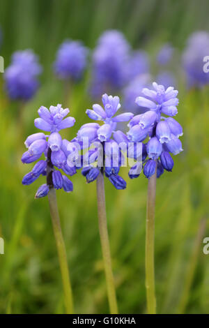 Grape-hyacinth Muscari neglectum Stock Photo