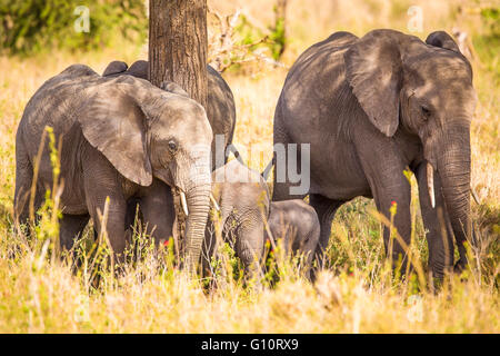 Elephants eating grass in Serengeti Africa Stock Photo