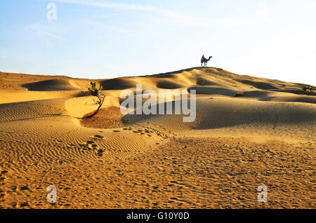 Nomads on camels over sand dunes, Thar desert, Rajasthan, India Stock Photo