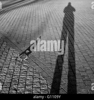 Pigeon beside human shadow projected on the pavement Stock Photo