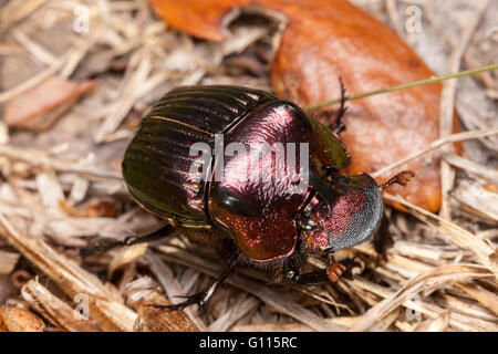 Male Rainbow Scarab beetle (Phanaeus igneus) Stock Photo