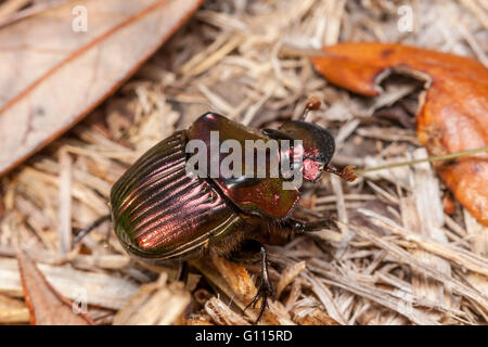 Male Rainbow Scarab beetle (Phanaeus igneus) Stock Photo