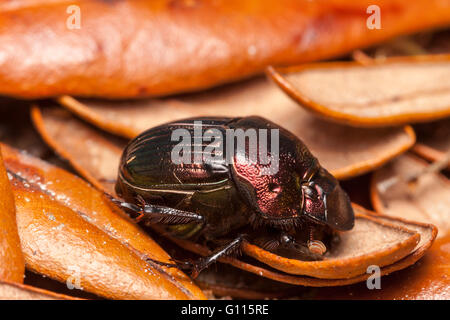 Female Rainbow Scarab beetle (Phanaeus igneus) Stock Photo