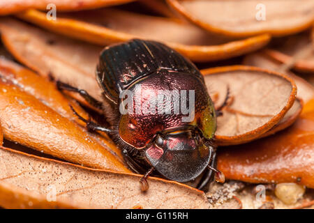 Female Rainbow Scarab beetle (Phanaeus igneus) Stock Photo