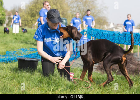 London, UK. 7 May 2016. A Doberman plays with its owner. The 2016 Muddy Dog Challenge organised by and in aid of the Battersea Dogs & Cats Home takes place in Brockwell Park, South London. Credit:  Vibrant Pictures/Alamy Live News Stock Photo